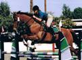 Normas Horses thumbnail