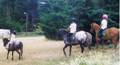Normas Horses thumbnail